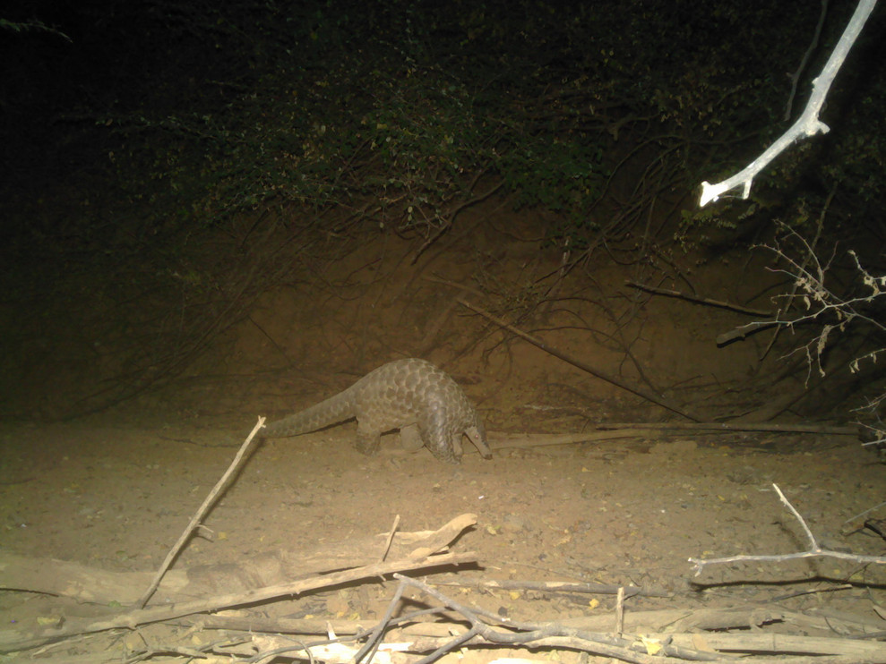 Giant pangolin